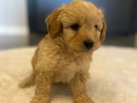 2 aylık yakışıklı maltipoo cinsi oğlumuz