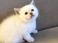 British shorthair yavrularımız