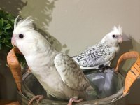 2 Erkek Yavru Konuşma Garantili Evcil Wf A Kalite Sultan
