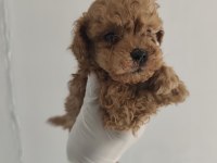 Toy poodle aşılı kilo garantili yavrular