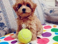 Kore kan maltipoo yavru kilo garantili