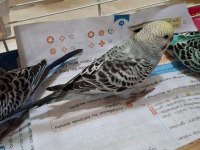 Yavru muhabbet kuşlarımız yeme düşmüştür