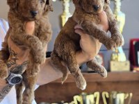 Safkan Dev Poodle Üst Düzey Soydan Özel Seri BURKEMDEN
