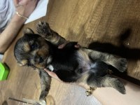 Orjinal Yorkshire terrier bebekler