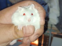 ÇOK GÜZEL BİR BEYAZ KIZ VE KARA ÇOCUK HAMSTER