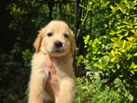 Orjinal golden retriever