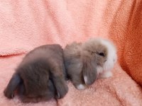 Hollanda teddy lop tavşanı