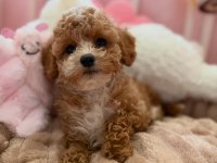 Sevimli Maltipoo Yavrularımız