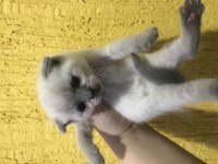 1 aylık yavrular scottish fold