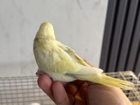 YENİ YEME DÜŞMÜŞ ALIŞTIRMALIK İRİ ÇEK MUHABBET YAVRULAR