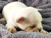 Bakmadan GEÇME UYGUN Oyuncu French Bulldog