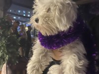 Terrier oğlumuzu sahiplendiriyoruz