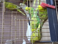 Show Jumbo Yavru Muhabbet Kuşlar