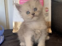Üst Kaliteli Maine Coon Ns11 Rengi