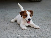 Dereceli Anne Ve Babadan FCI KIF Şecereli Köpekler