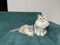 Baba full SCR li BLH NS11 anne Lynx point bebeklerimiz