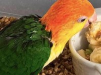 Böyle Kaliteli Portakal Caique Bulunmaz