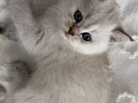 British shorthair ve scottish fold yavrular