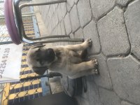 Hakiki Kangal Yavruları