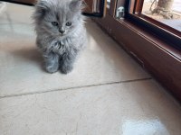 2 Aylık British Longhair Kedisi