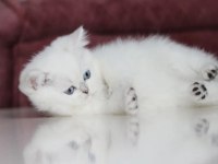 BEMBEYAZ MAVİŞ OYUNCU BRİTİSH YAVRULARIMIZ