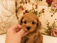 MİCRO TEACUP MALTİPOO