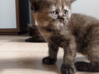 British shorthair bebekler