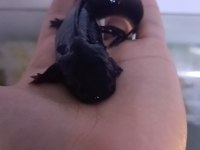 Canlı doğuran akvaryum balığı