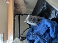 2 Aylık Safkan British Shorthair
