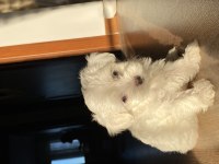 Anne Altından 0 Numara Maltese Terrier(Rezerve etmek için)