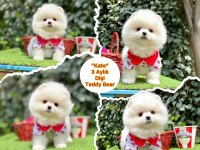 Ayıcık Suratlı Pomeranian Boo Yavrum
