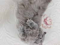 British longhair kedimiz Lunaya bir damat arıyoruz