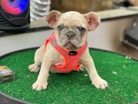 Anatomi güzeli erkek french bulldog yavrumuz