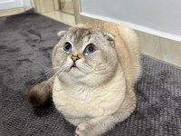 Scottish fold oğluma eş arıyorum