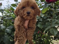 TOYPOODLE YAVRULARIMIZ 