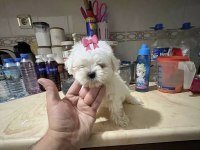 SIFIR NUMARA KORE MALTESE DİŞİ