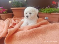 21 Mart doğumlu bichon frise kızlarım