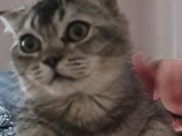 Scottish Fold Black Tabby