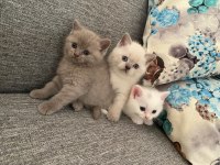 British shorthair yavrular dişi ve erkek mevcut uygun