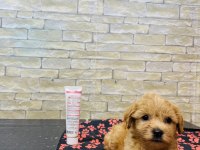 ORJİNAL MİNİ BOY MALTİPOO YAVRULAR