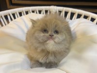 2 aylık lilac top kafa british longhair