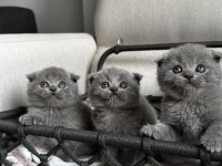 3 adet gri scottish fold yavrular