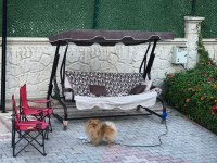 Eşleşme tecrübeli erkek pomeranian