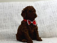 Toy poodle yavrularımız