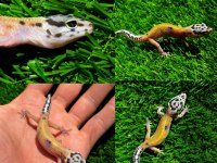 Leopard Geckolar