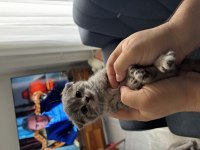 Tatlı kedilerimiz sahiplenmeye hazır