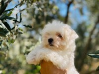Safkan Kore Maltese Yavrumuz