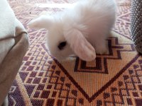 Hollanda lop tavşanlar