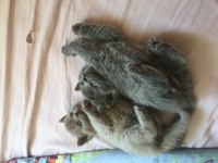 TOP KAFA AYI SURAT A KALİTE ŞECERELİ BABADAN YAVRU KEDİLER
