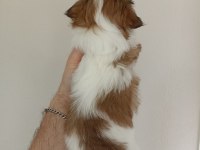 Shih-tzu yavrularımız
